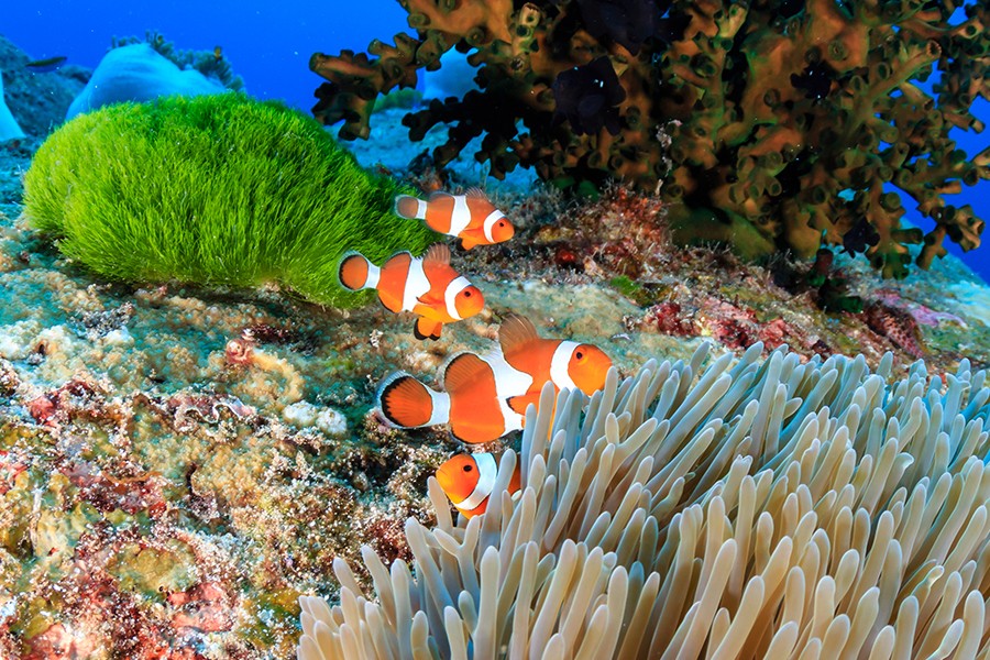 Andaman Tourist Places 