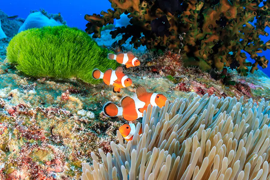 Fisheries Museum - Andaman tourist places 2025-26 guide